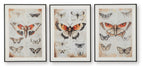 Jossletts - Wall Art Set (Set of 3) - Orange / Black / Ivory